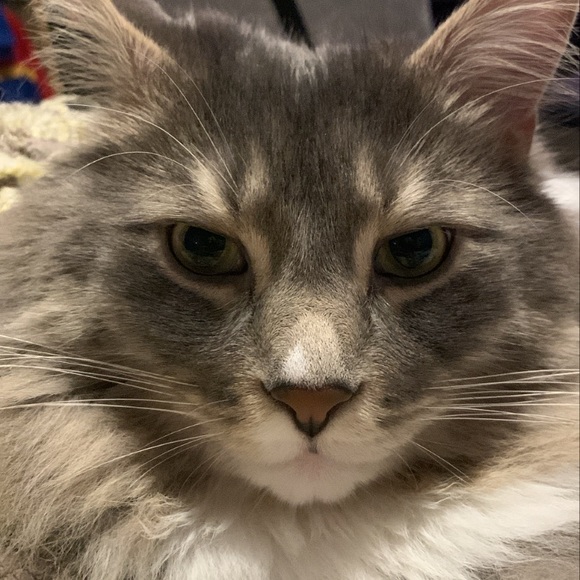 Meet your Posher, Ben - Picture 1 of 1